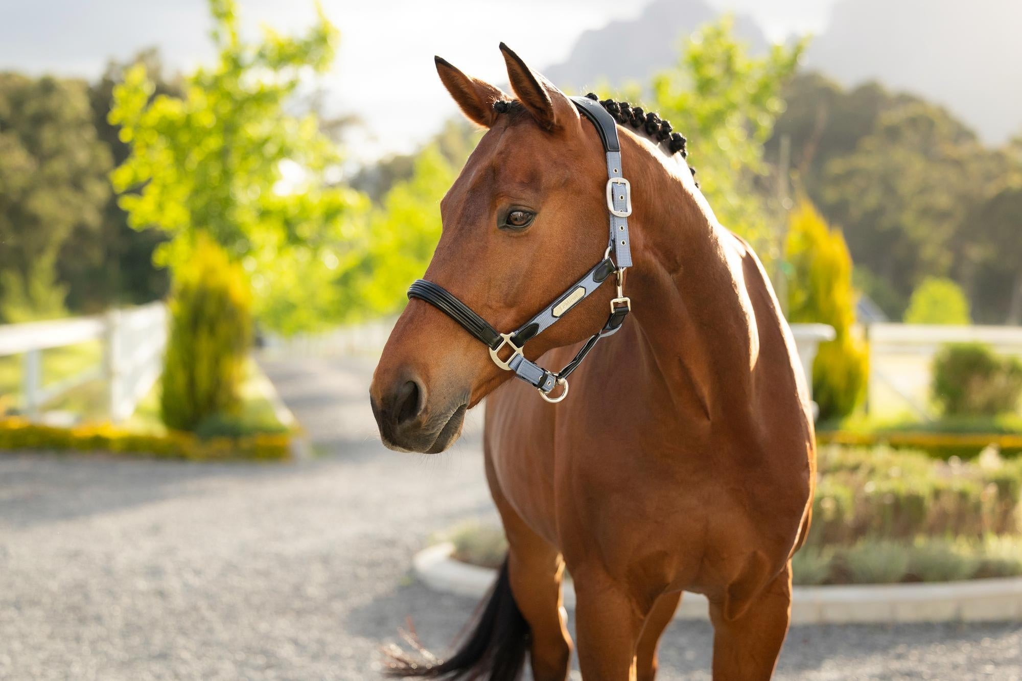 LeMieux Capella Halter Powder Blue-Halter-LeMieux-Cob-Evolution Equestrian Co.