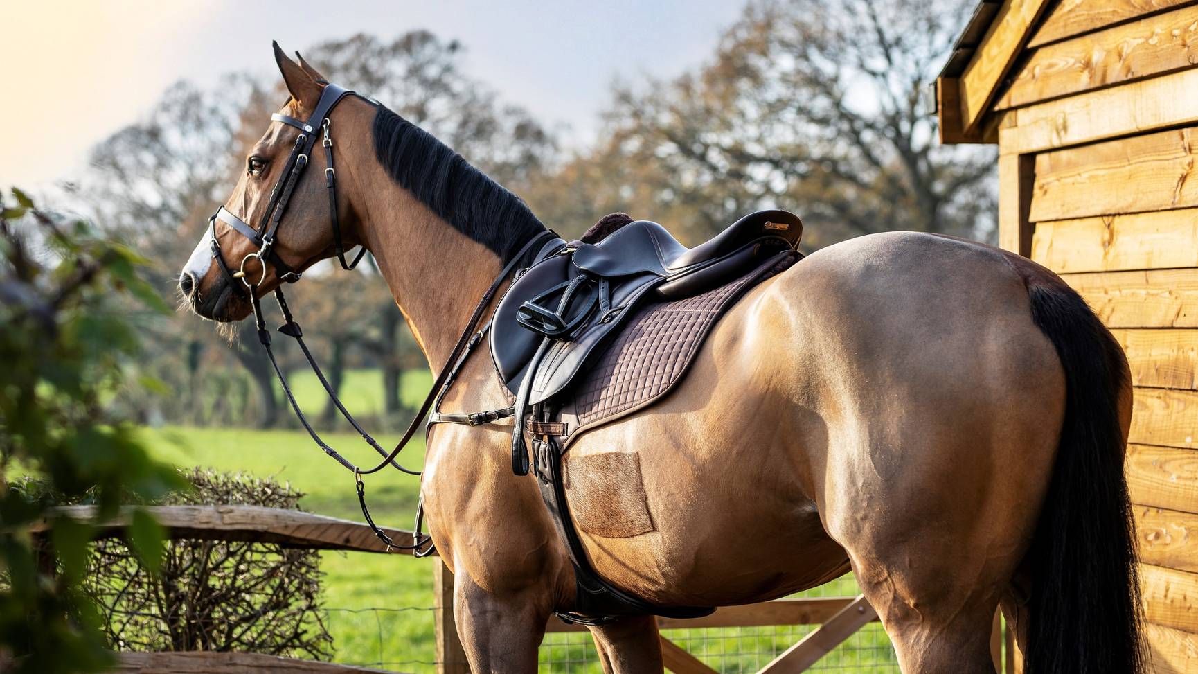 LeMieux Cotton Close Contact English Saddle Pad-English Saddle Pad-LeMieux-Small (Cob)-Navy-Evolution Equestrian Co.