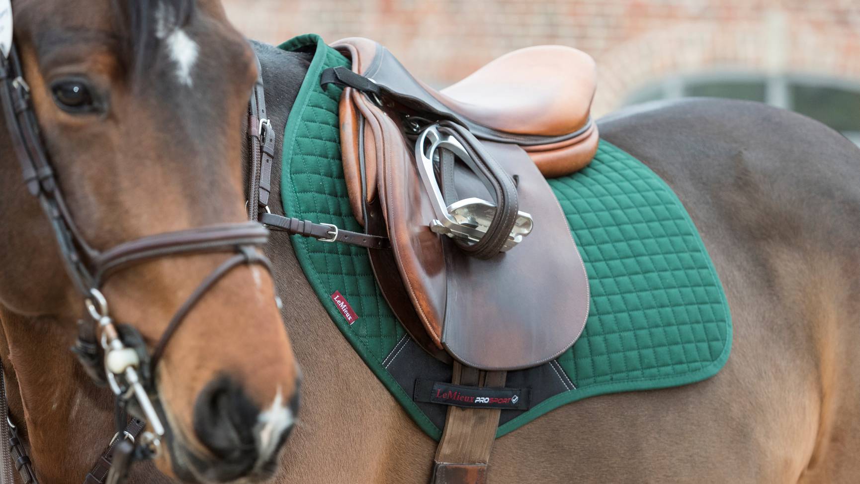 LeMieux Cotton Close Contact English Saddle Pad-English Saddle Pad-LeMieux-Small (Cob)-Navy-Evolution Equestrian Co.
