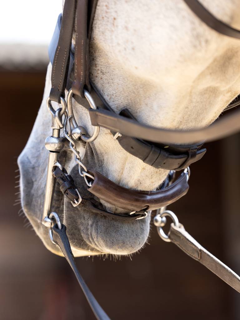 LeMieux Curb Chain Guard-English Accessories-LeMieux-Black-Evolution Equestrian Co.