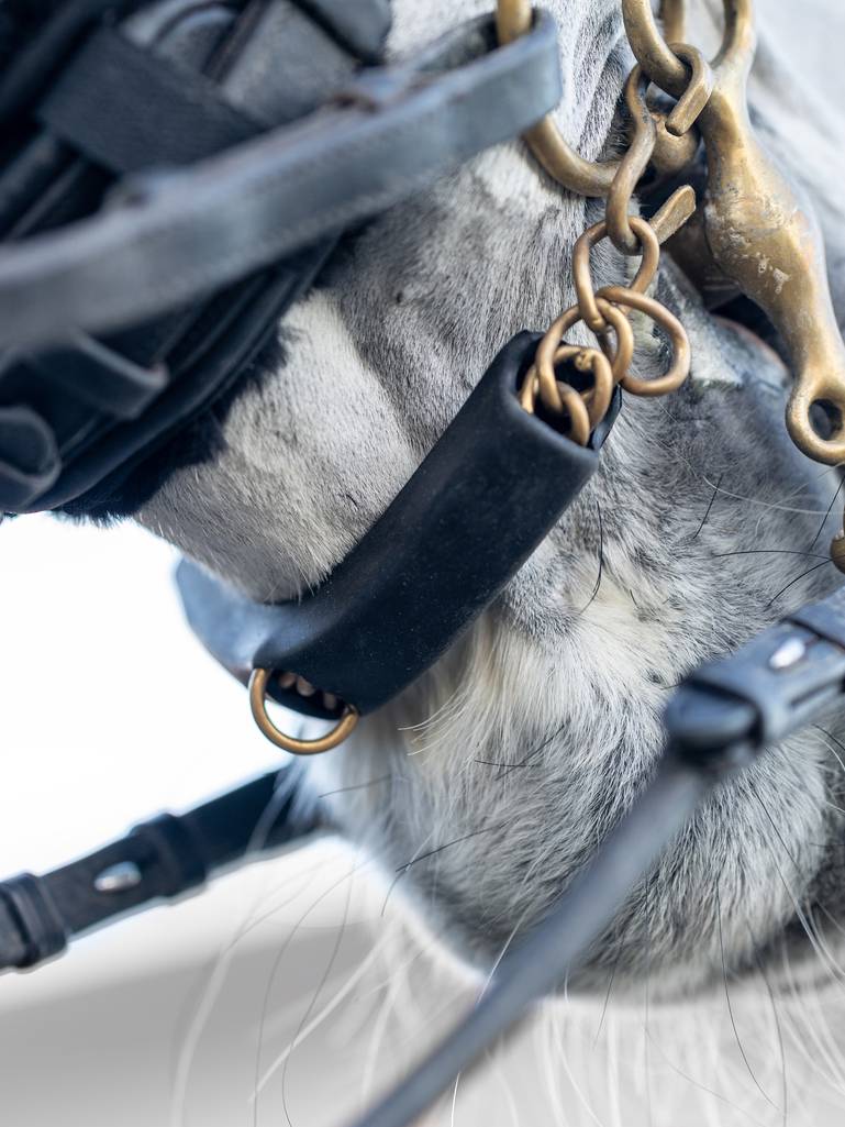 LeMieux Curb Chain Guard-English Accessories-LeMieux-Black-Evolution Equestrian Co.