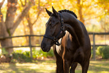 Load image into Gallery viewer, LeMieux Essence Halter Black-Halter-LeMieux-Pony-Evolution Equestrian Co.

