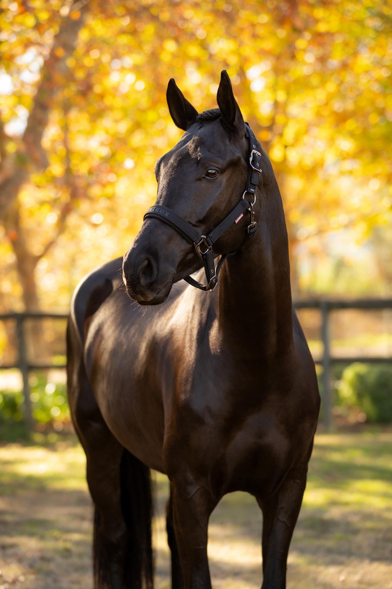 LeMieux Essence Halter Black-Halter-LeMieux-Pony-Evolution Equestrian Co.