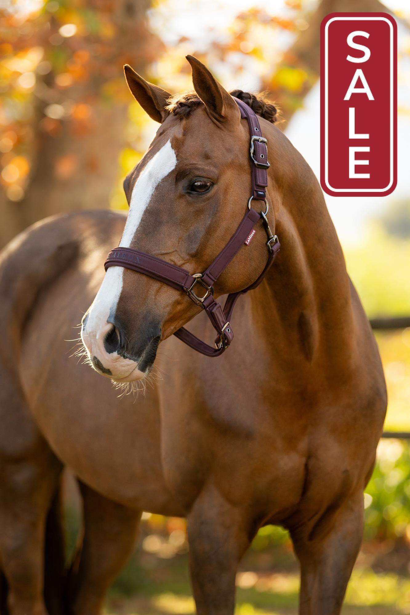 LeMieux Essence Halter Damson-Halter-LeMieux-Pony-Evolution Equestrian Co.