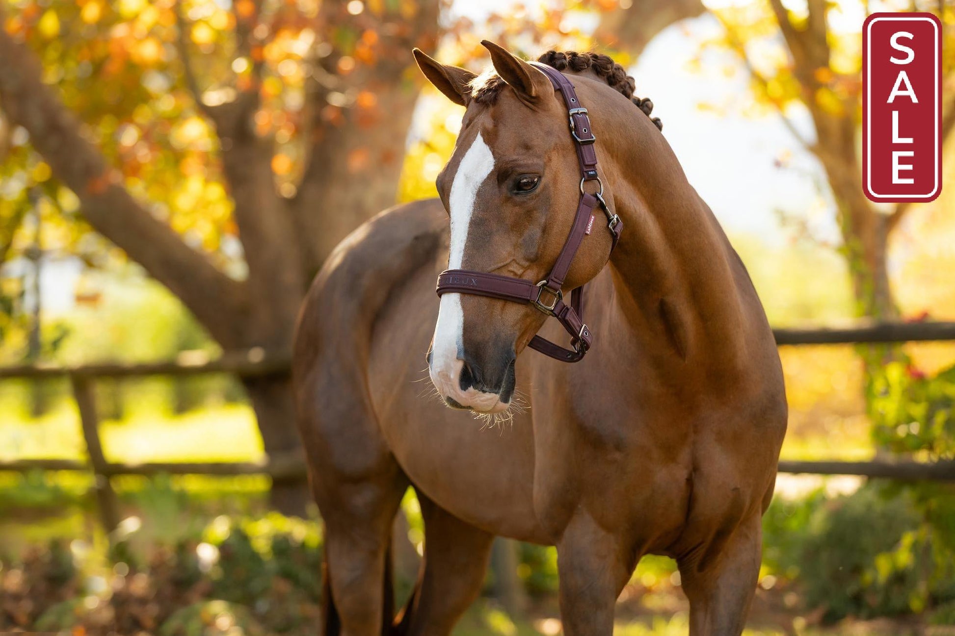 LeMieux Essence Halter Damson-Halter-LeMieux-Pony-Evolution Equestrian Co.