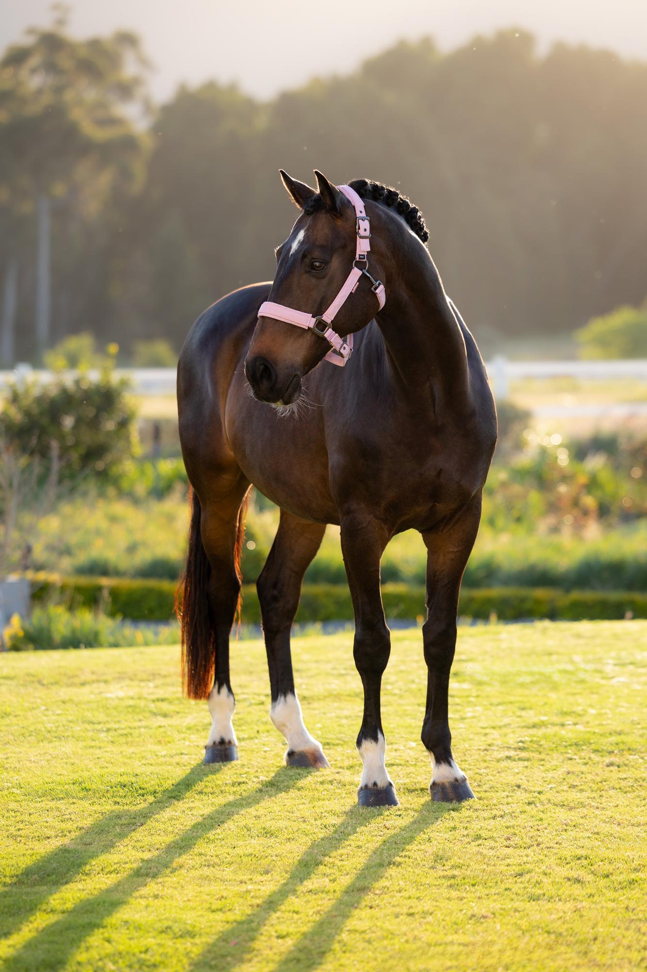 LeMieux Essence Halter Fondant-Halter-LeMieux-Pony-Evolution Equestrian Co.
