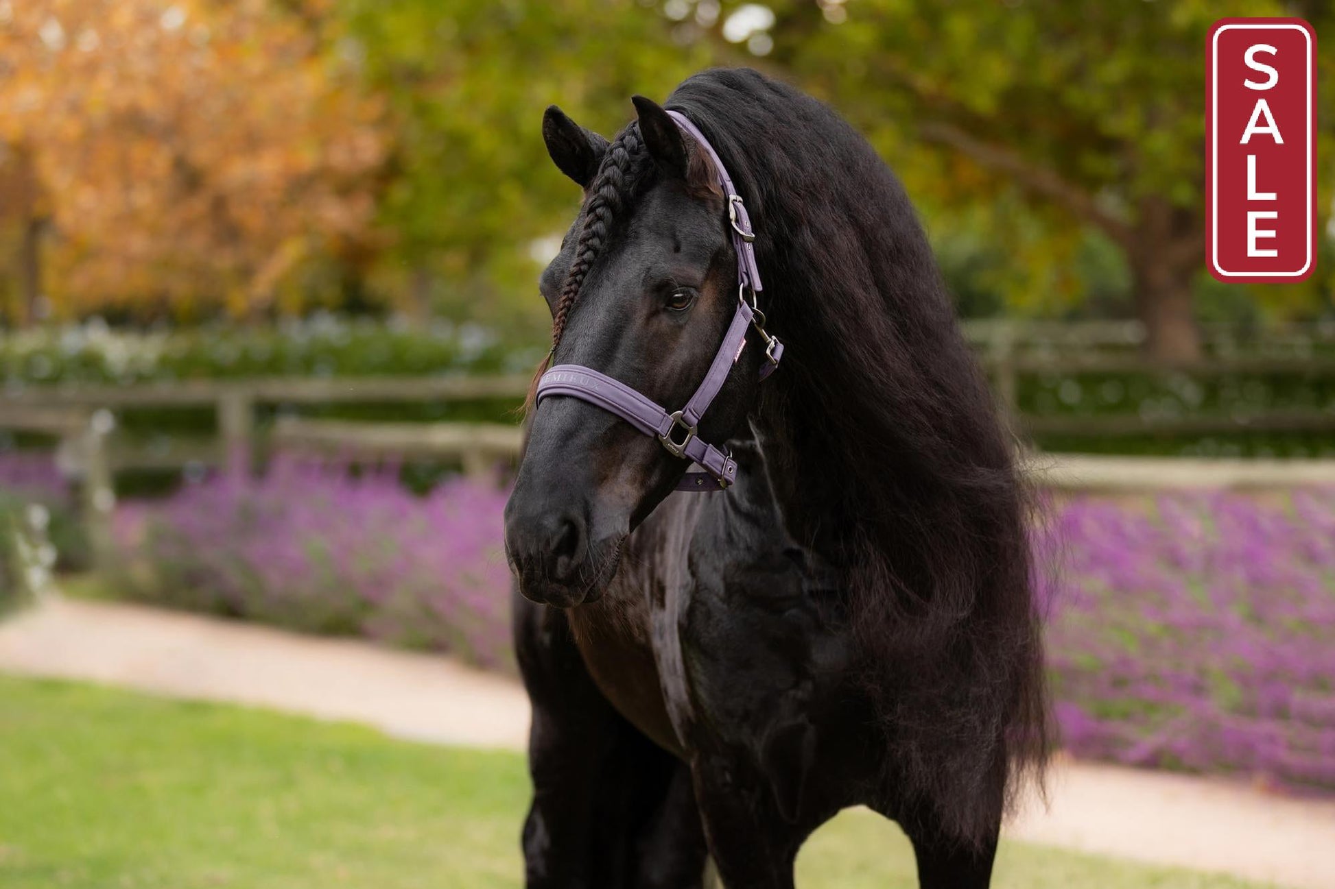 LeMieux Essence Halter Juniper-Halter-LeMieux-Pony-Evolution Equestrian Co.