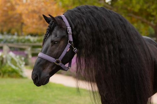 LeMieux Essence Halter Juniper-Halter-LeMieux-Pony-Evolution Equestrian Co.