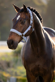 LeMieux Essence Halter Powder Blue-Halter-LeMieux-Pony-Evolution Equestrian Co.
