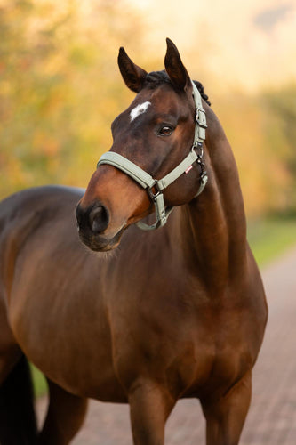 LeMieux Essence Halter Rosemary-Halter-LeMieux-Pony-Evolution Equestrian Co.