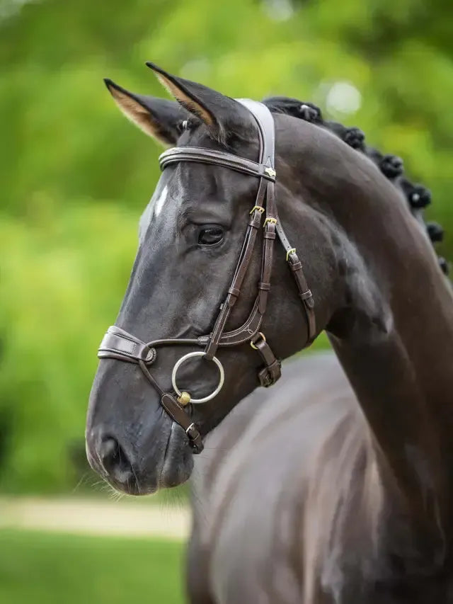 LeMieux Kudos Arc Bridle XFull-Bridle-Consignment-Evolution Equestrian Co.