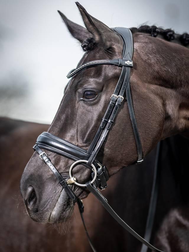 LeMieux Kudos Classic Dressage Bridle-Bridle-LeMieux-Black-Pony-Evolution Equestrian Co.