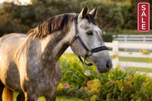 Load image into Gallery viewer, LeMieux Logo Halter Navy-Halter-LeMieux-Pony-Evolution Equestrian Co.

