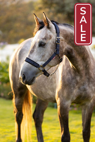LeMieux Logo Halter Navy-Halter-LeMieux-Pony-Evolution Equestrian Co.