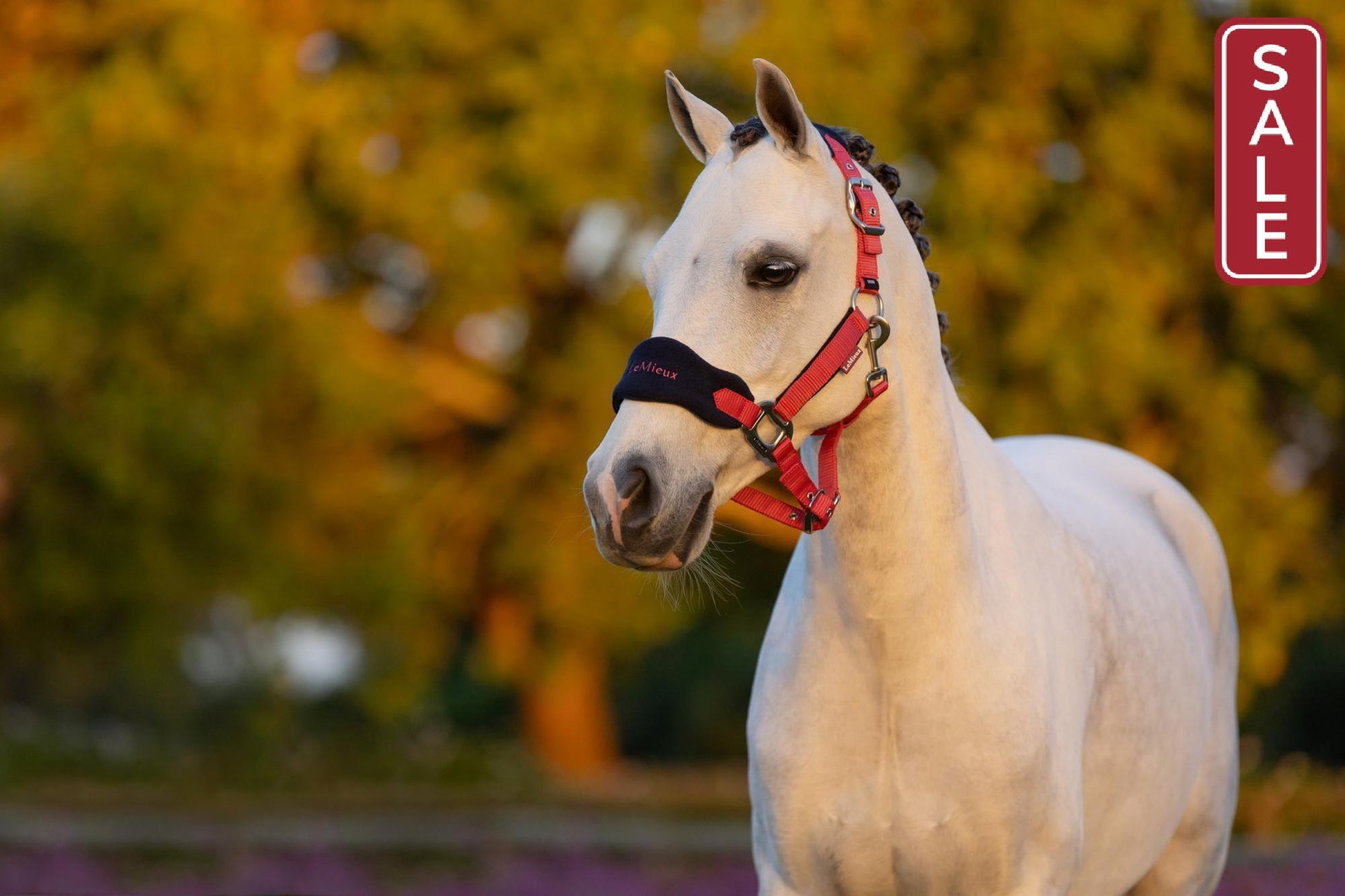 LeMieux Mini Vogue Cranberry Halter and Leadrope-Halter-LeMieux-Super Mini-Evolution Equestrian Co.