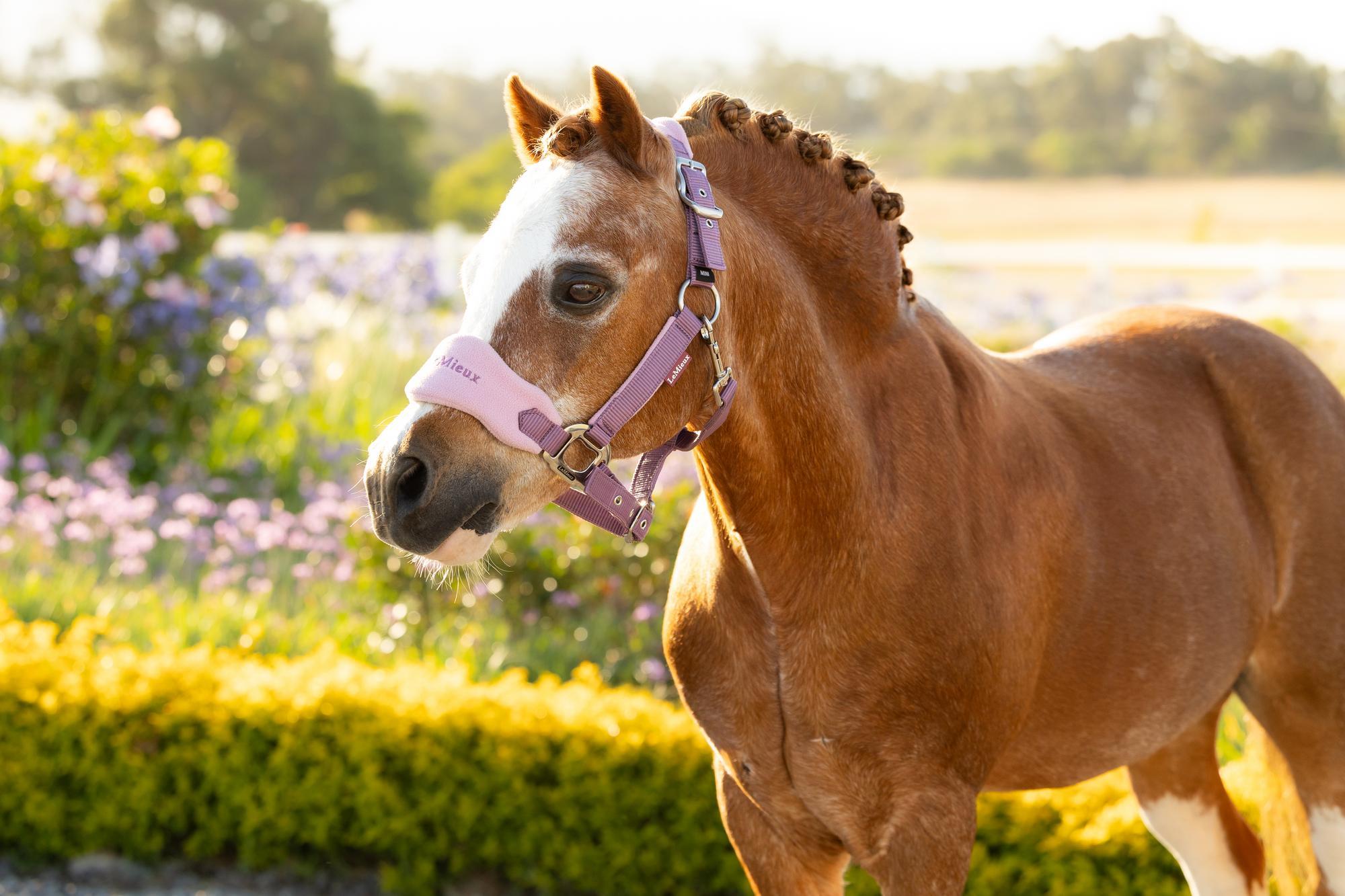 LeMieux Mini Vogue Halter and Leadrope Mallow-Halter-LeMieux-Super Mini-Evolution Equestrian Co.