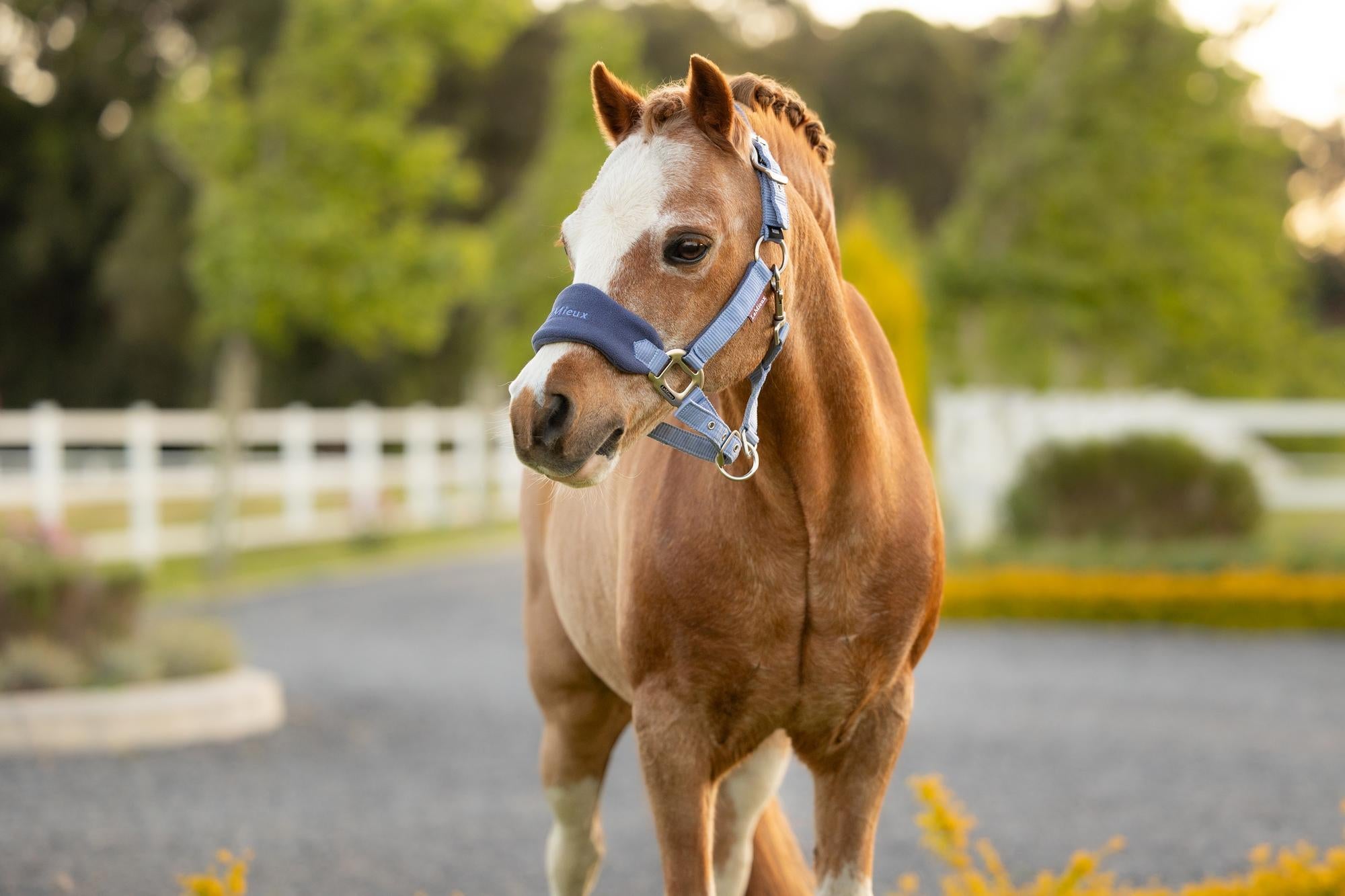 LeMieux Mini Vogue Halter and Leadrope Powder Blue-Halter-LeMieux-Super Mini-Evolution Equestrian Co.