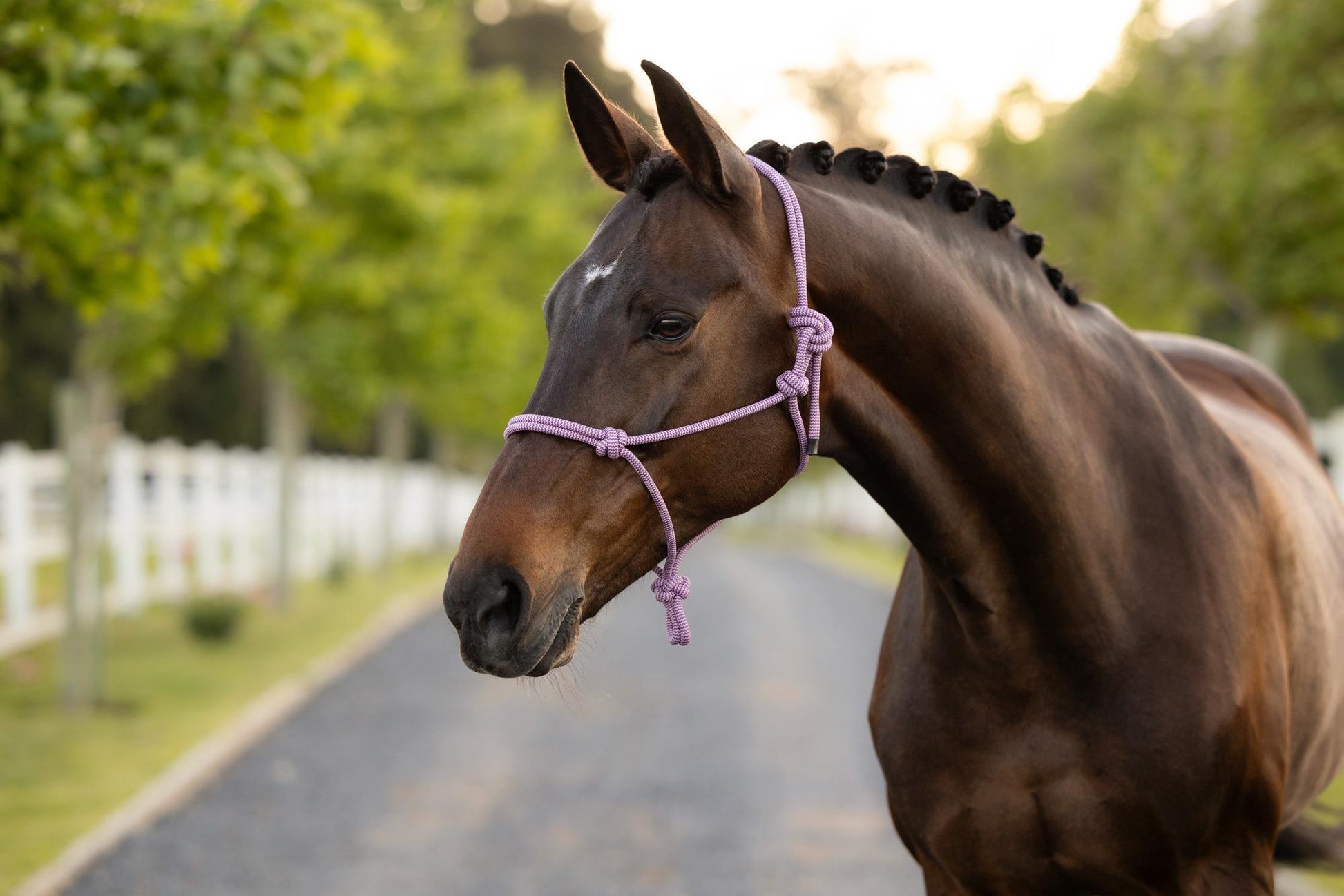 LeMieux Rope Halter Fondant-Halter-LeMieux-Evolution Equestrian Co.