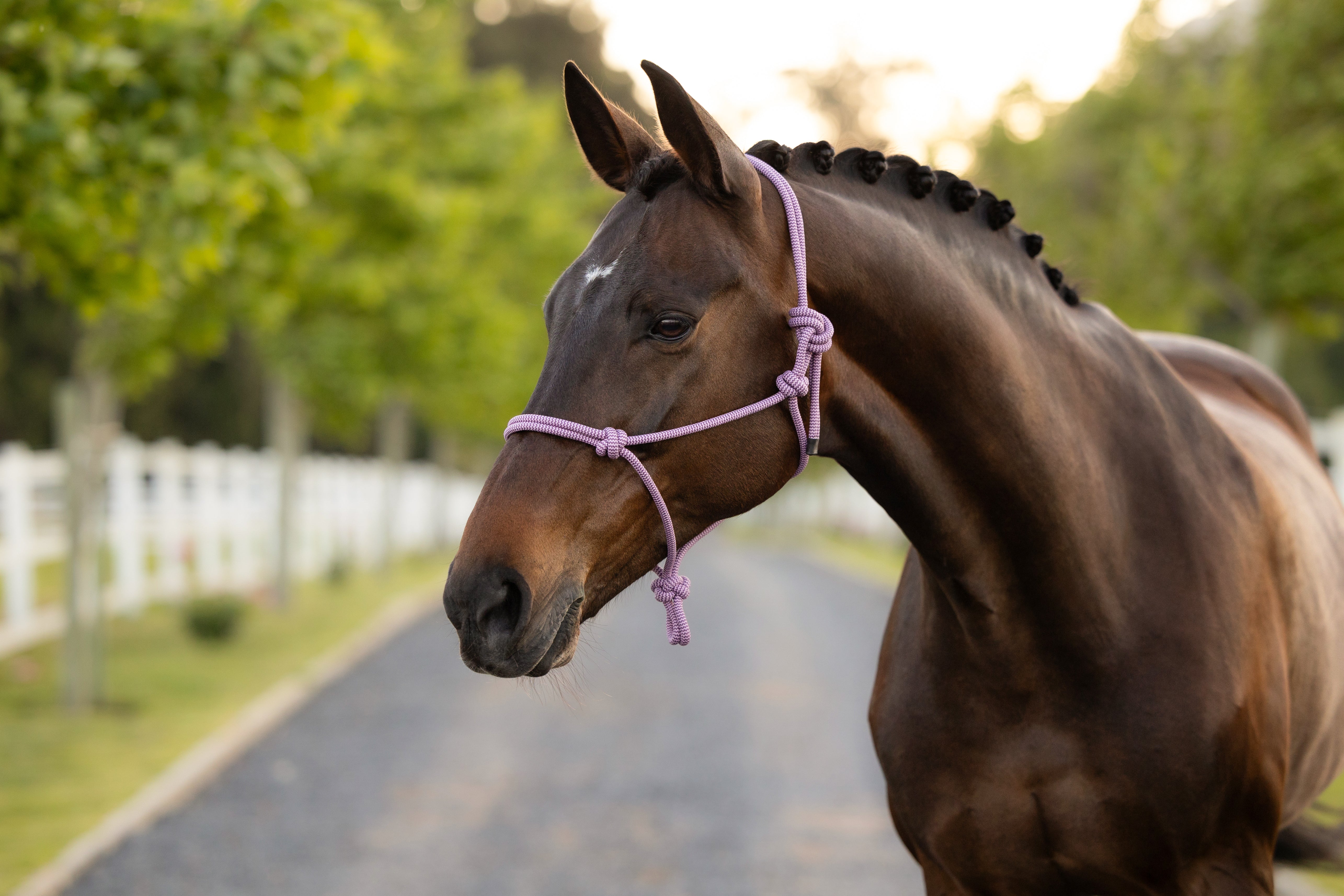 LeMieux Rope Halter Fondant-Halter-LeMieux-Evolution Equestrian Co.