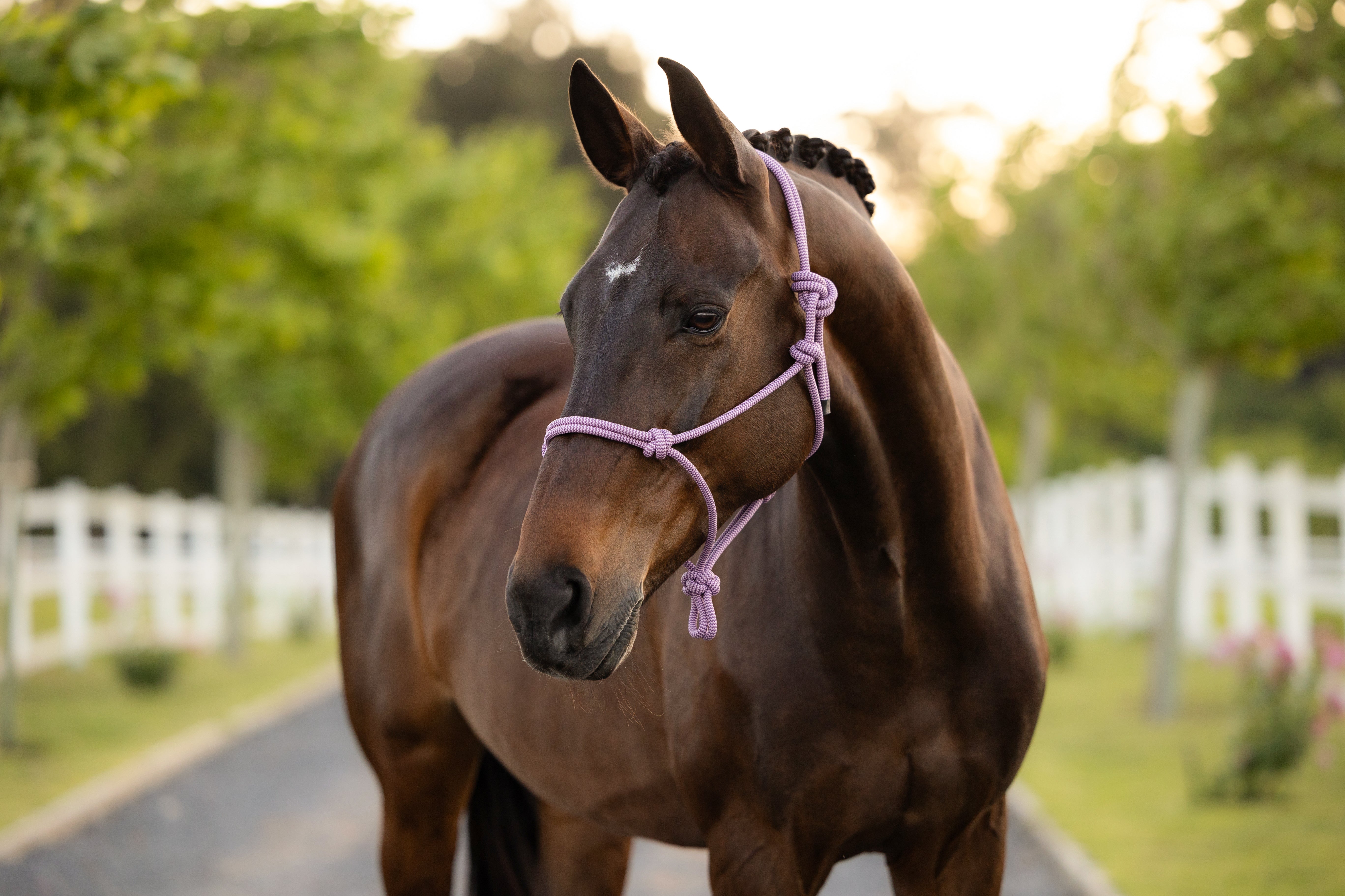 LeMieux Rope Halter Fondant-Halter-LeMieux-Evolution Equestrian Co.