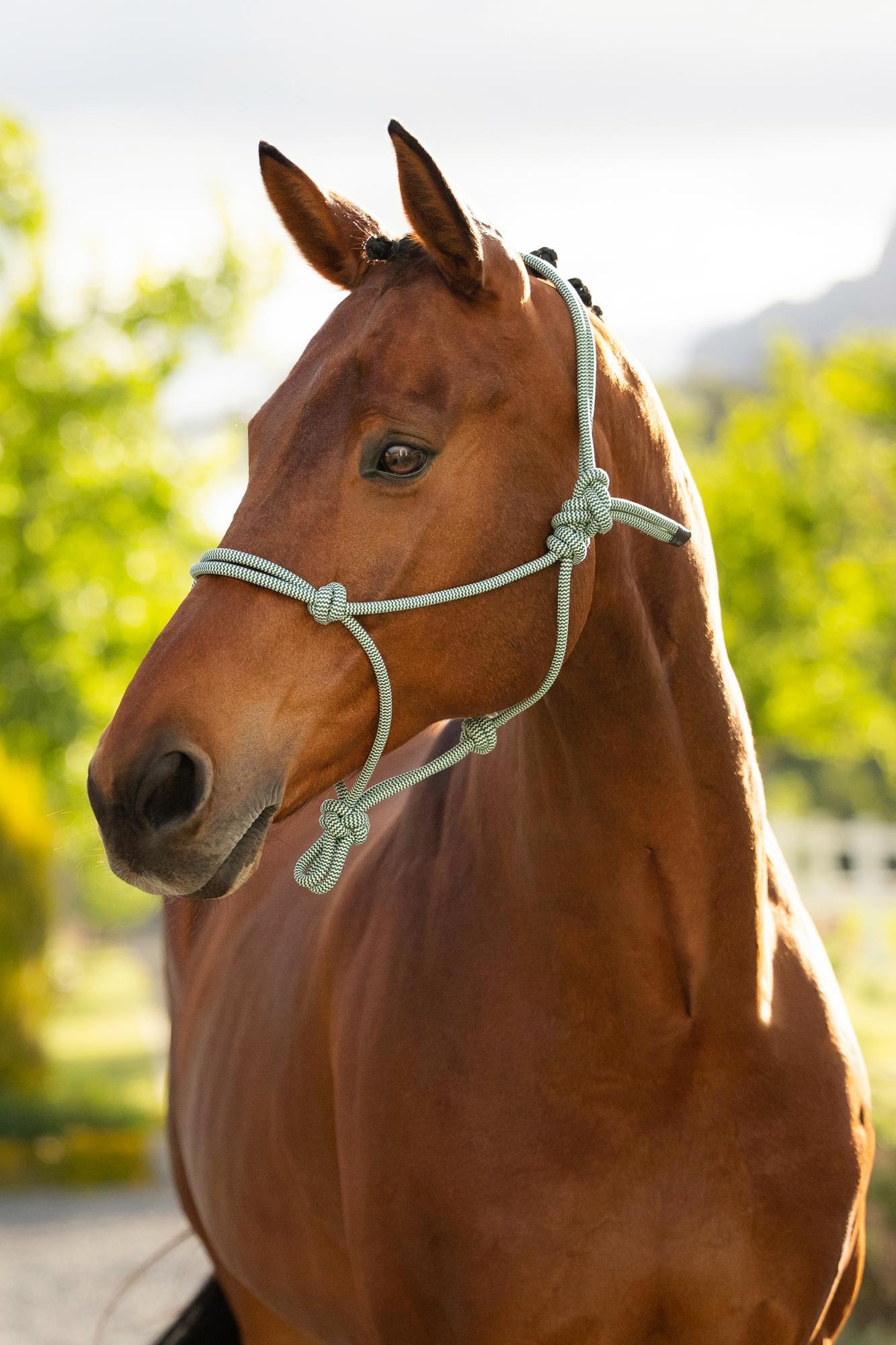 LeMieux Rope Halter Macaron-Halter-LeMieux-Evolution Equestrian Co.