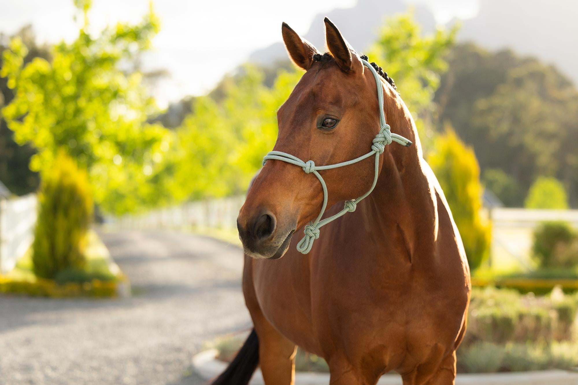 LeMieux Rope Halter Macaron-Halter-LeMieux-Evolution Equestrian Co.