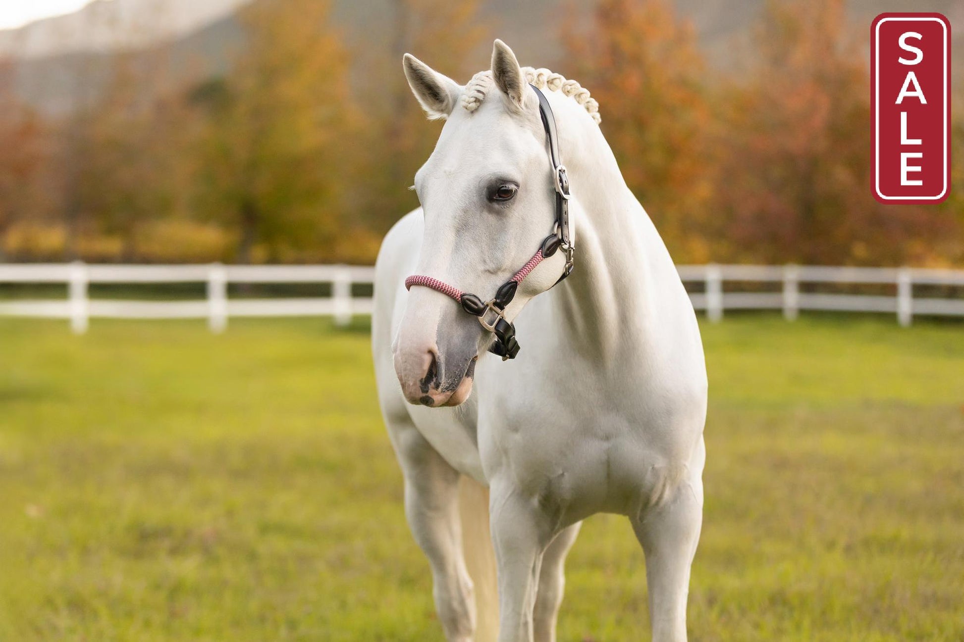 LeMieux Ropella Halter Cranberry-Halter-LeMieux-Cob-Evolution Equestrian Co.