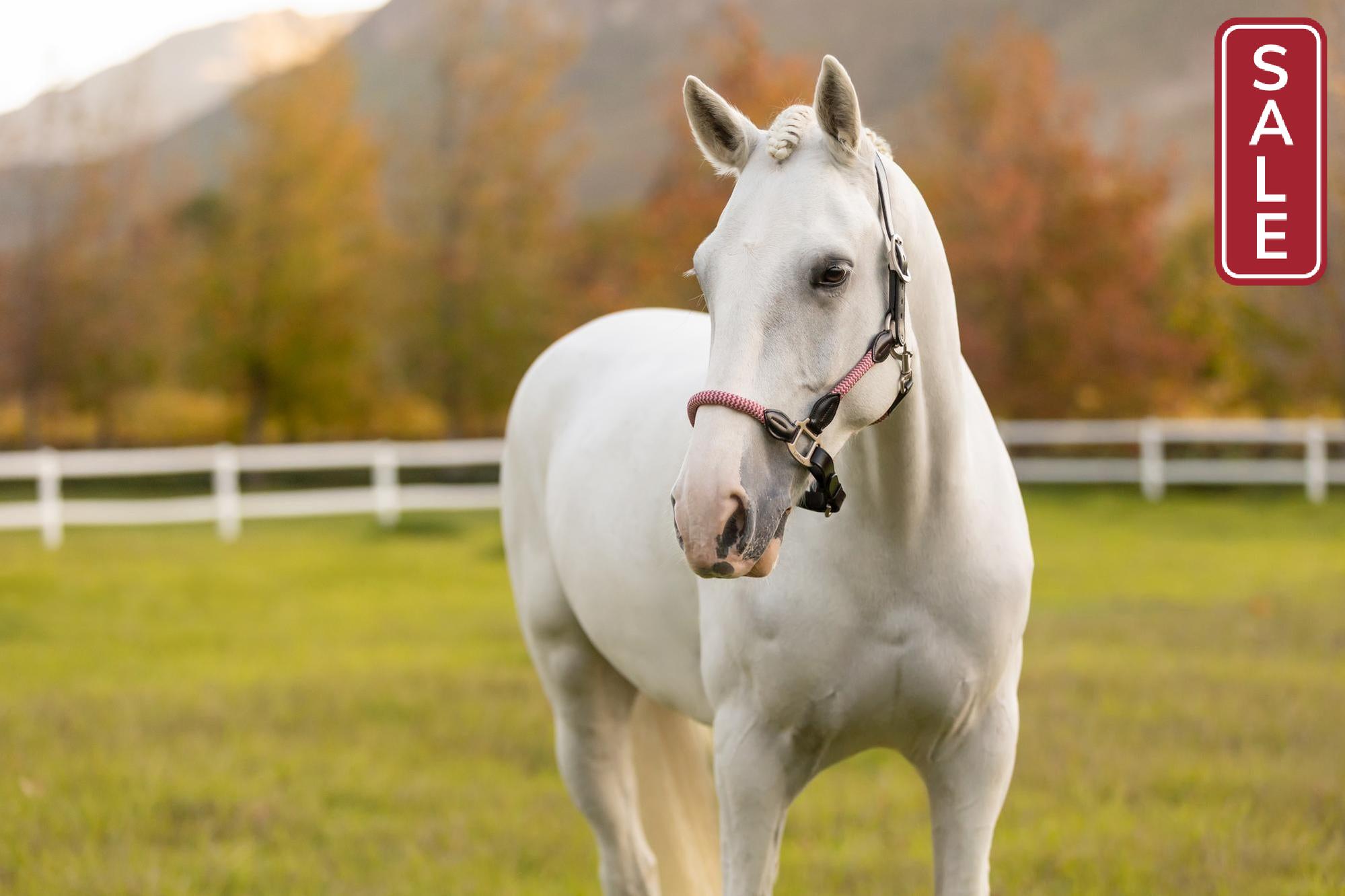 LeMieux Ropella Halter Cranberry-Halter-LeMieux-Cob-Evolution Equestrian Co.