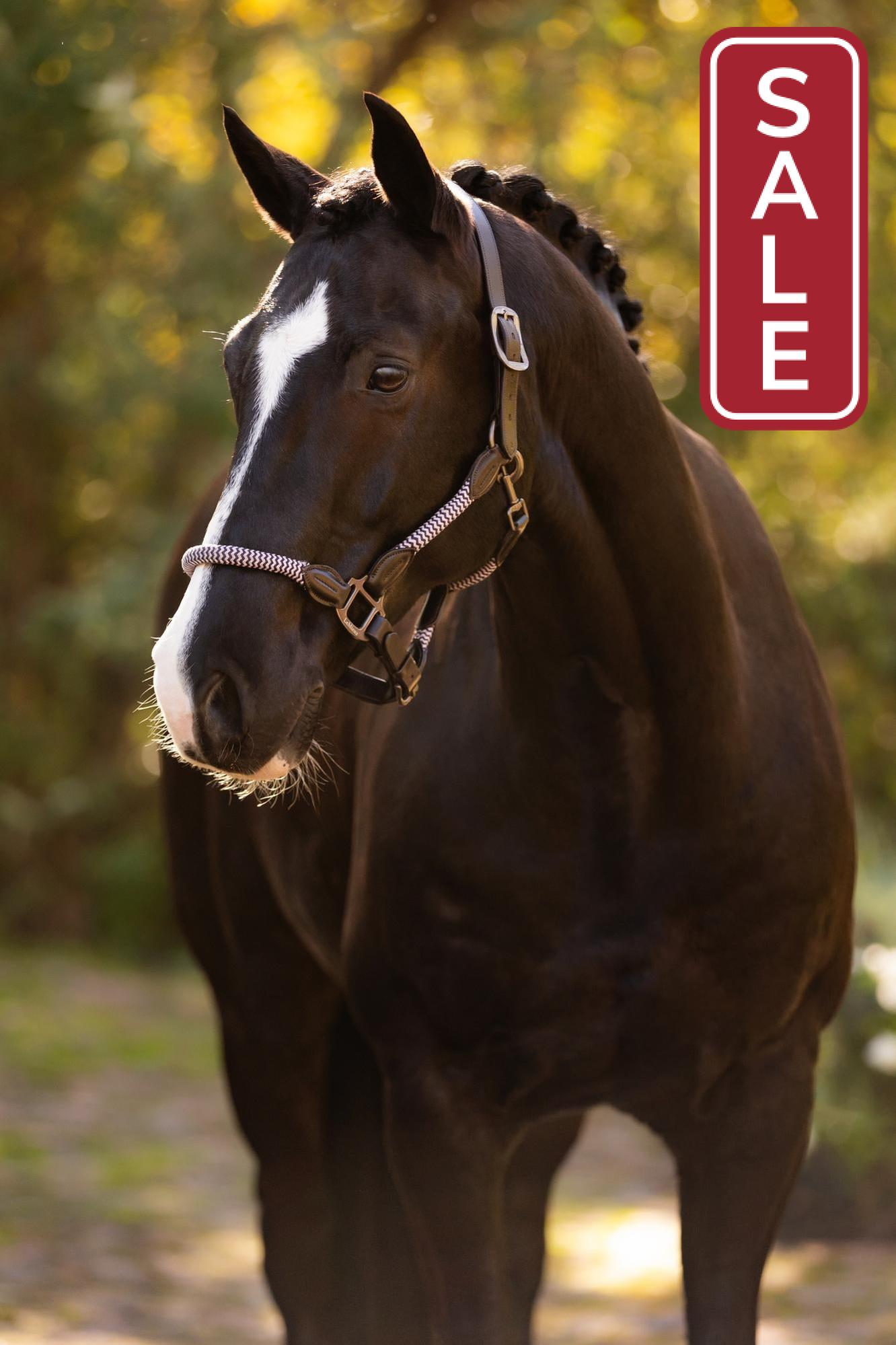 LeMieux Ropella Halter Lilac-Halter-LeMieux-Cob-Evolution Equestrian Co.