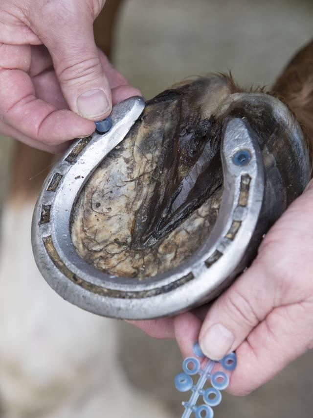 LeMieux Stud Plugz-Studs-LeMieux-Evolution Equestrian Co.