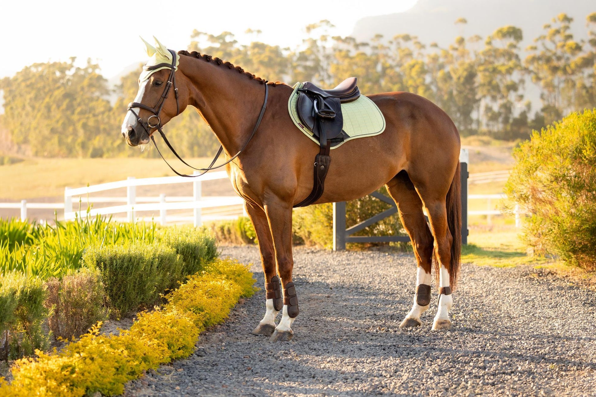 LeMieux Suede Close Contact Saddle Pad Macaron-English Saddle Pad-LeMieux-Evolution Equestrian Co.