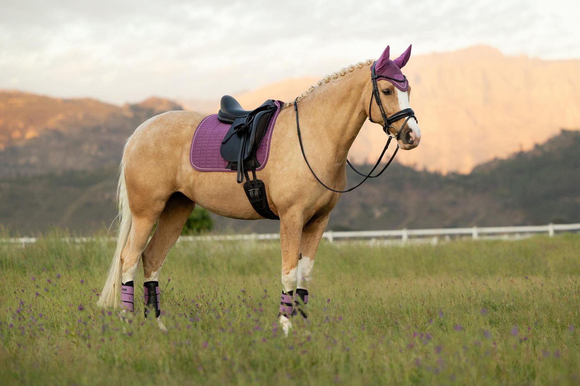 LeMieux Suede Dressage Saddle Pad Mallow-Dressage Saddle Pad-LeMieux-Evolution Equestrian Co.