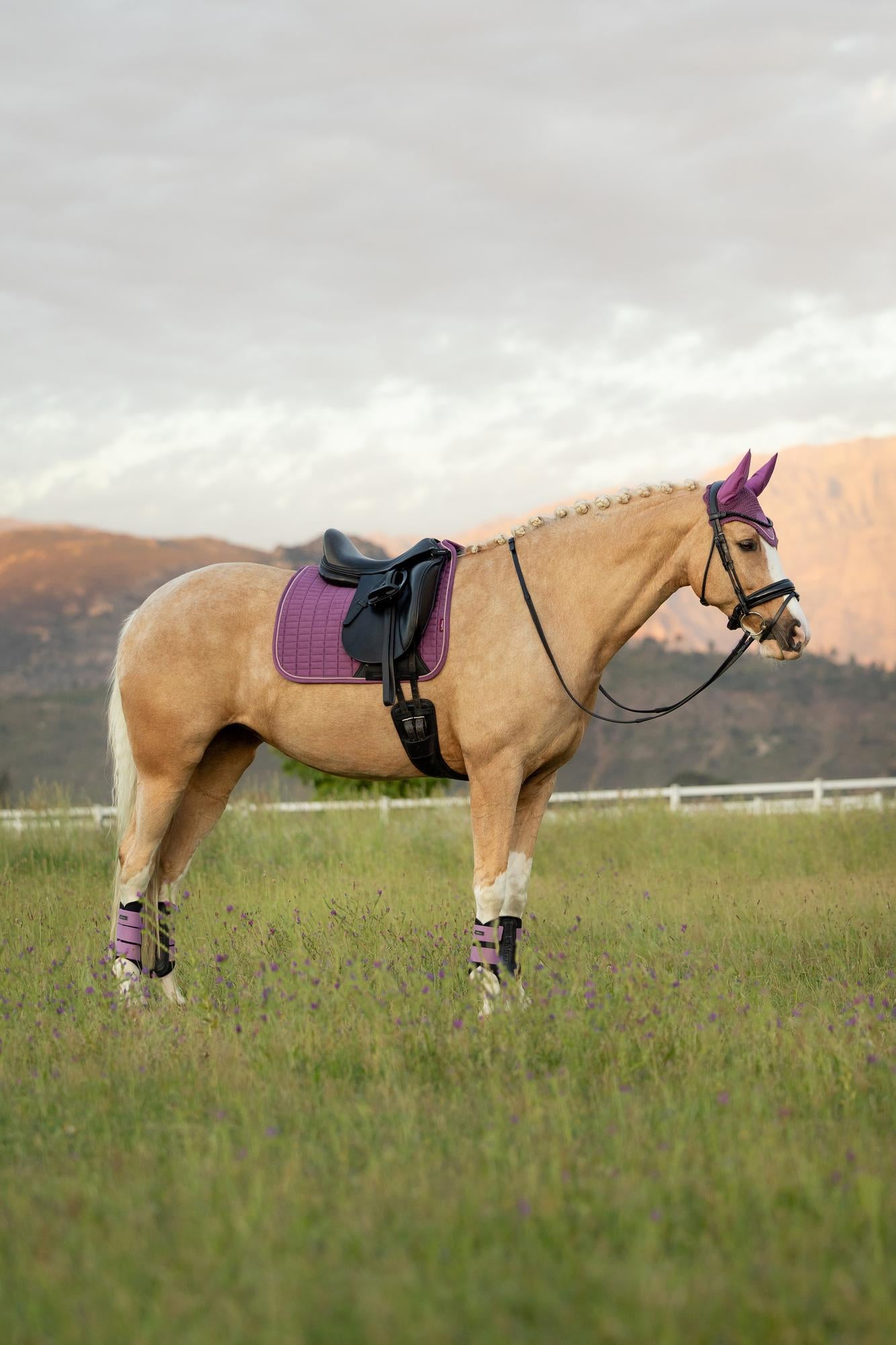 LeMieux Suede Dressage Saddle Pad Mallow-Dressage Saddle Pad-LeMieux-Evolution Equestrian Co.