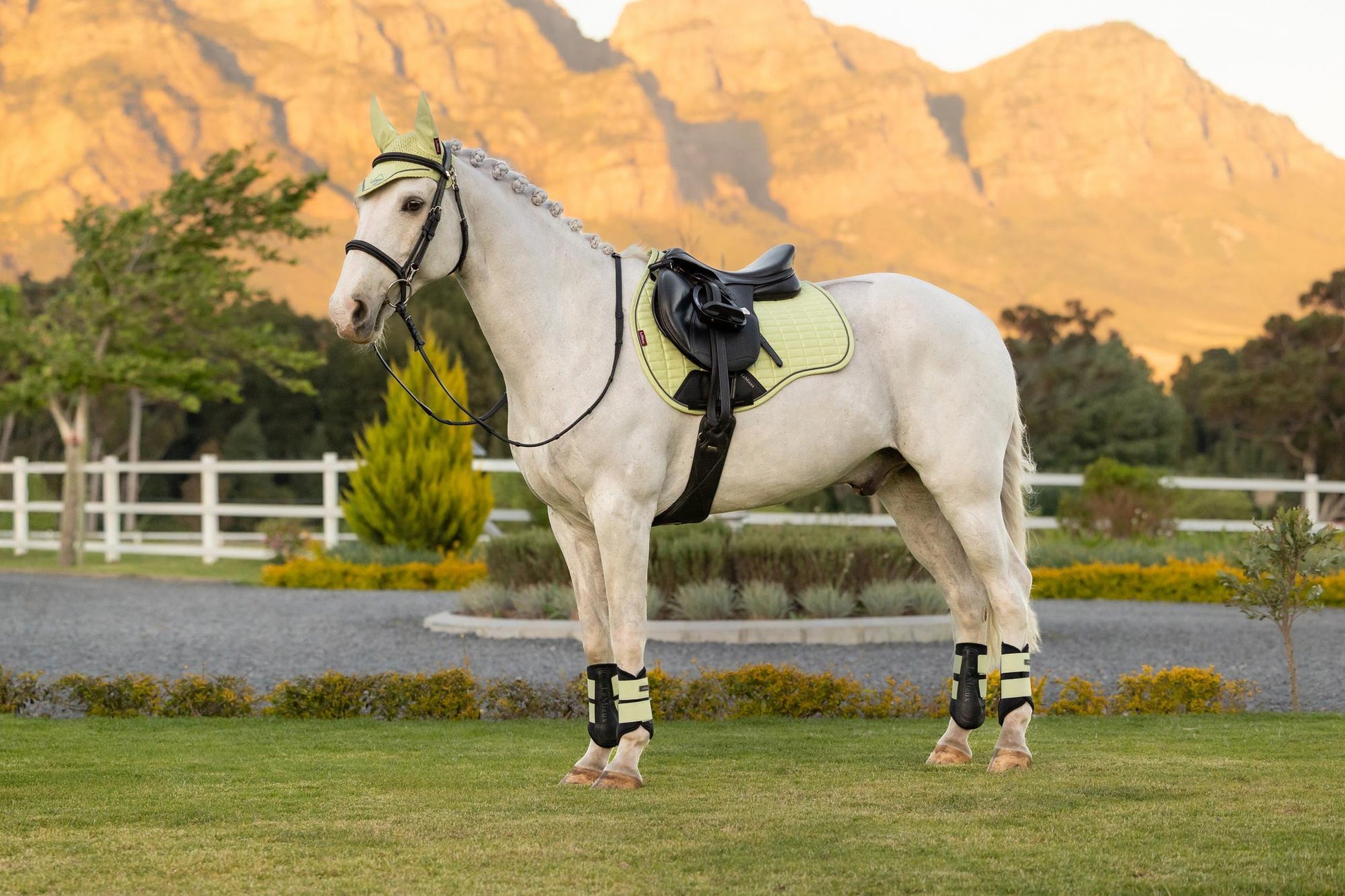 LeMieux Suede GP Saddle Pad Macaron-English Saddle Pad-LeMieux-Large-Evolution Equestrian Co.