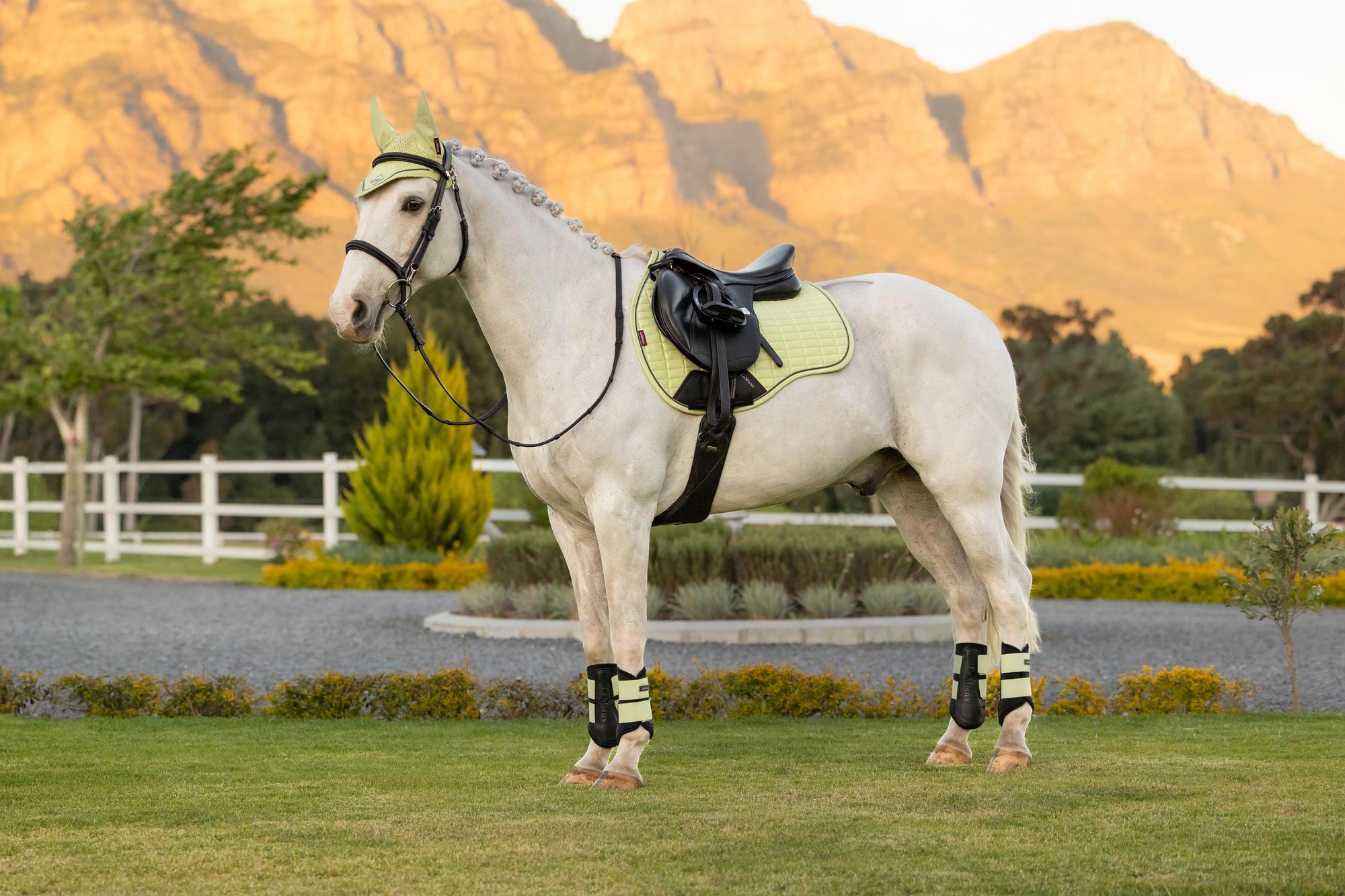 LeMieux Suede GP Saddle Pad Macaron-English Saddle Pad-LeMieux-Large-Evolution Equestrian Co.