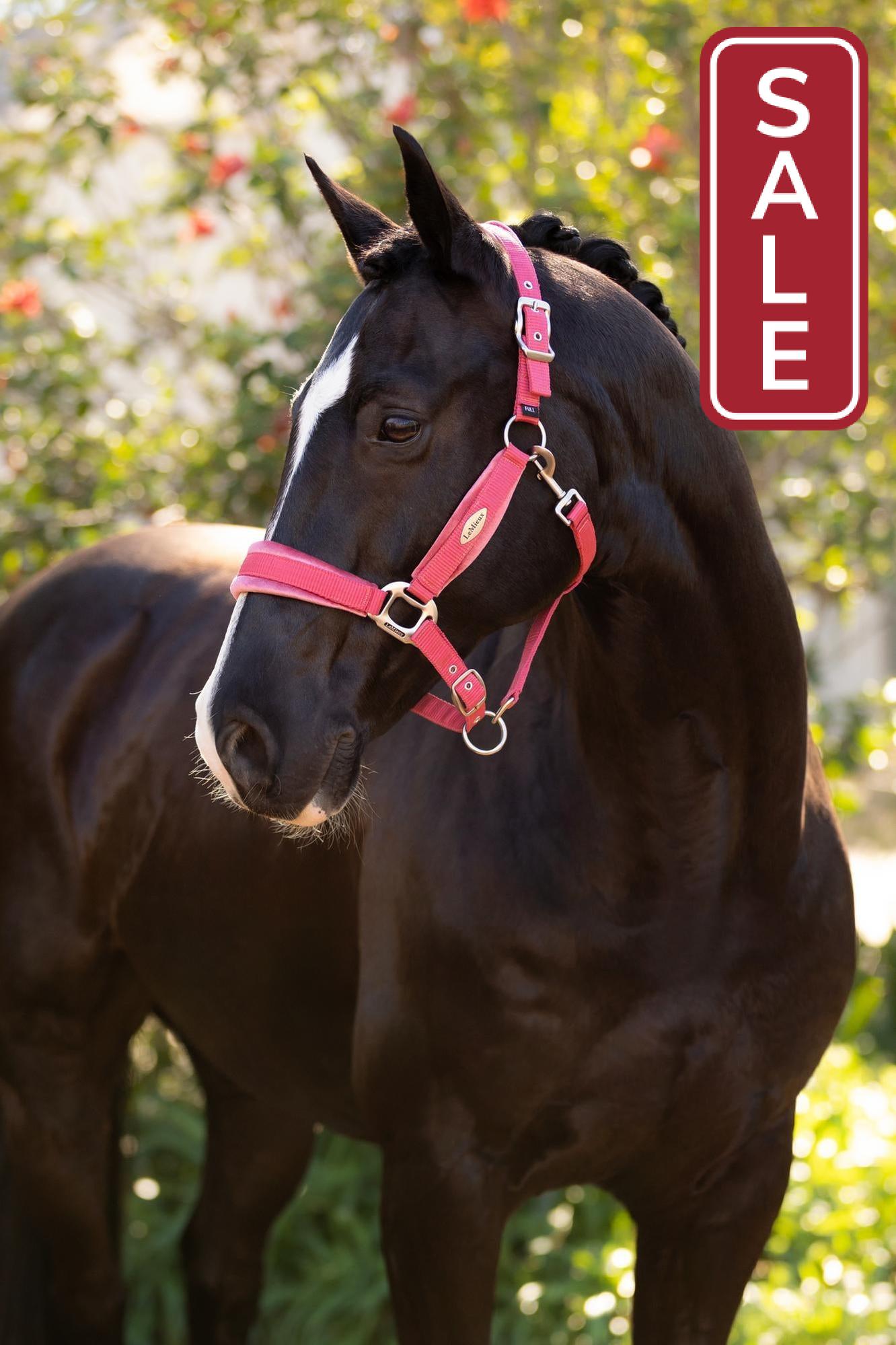 LeMieux Versailles Halter Cranberry-Halter-LeMieux-Cob-Evolution Equestrian Co.