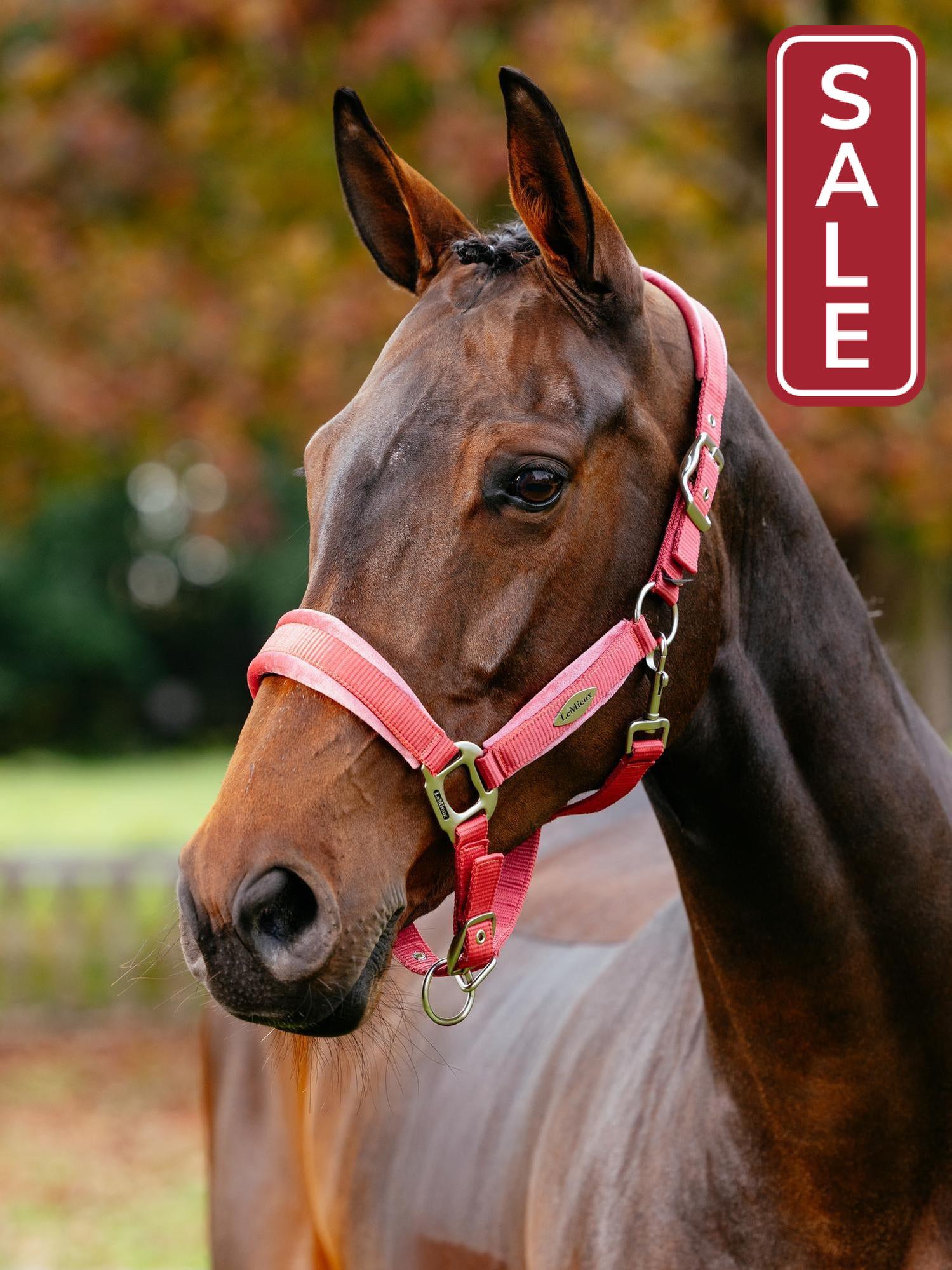 LeMieux Versailles Halter Cranberry-Halter-LeMieux-Cob-Evolution Equestrian Co.