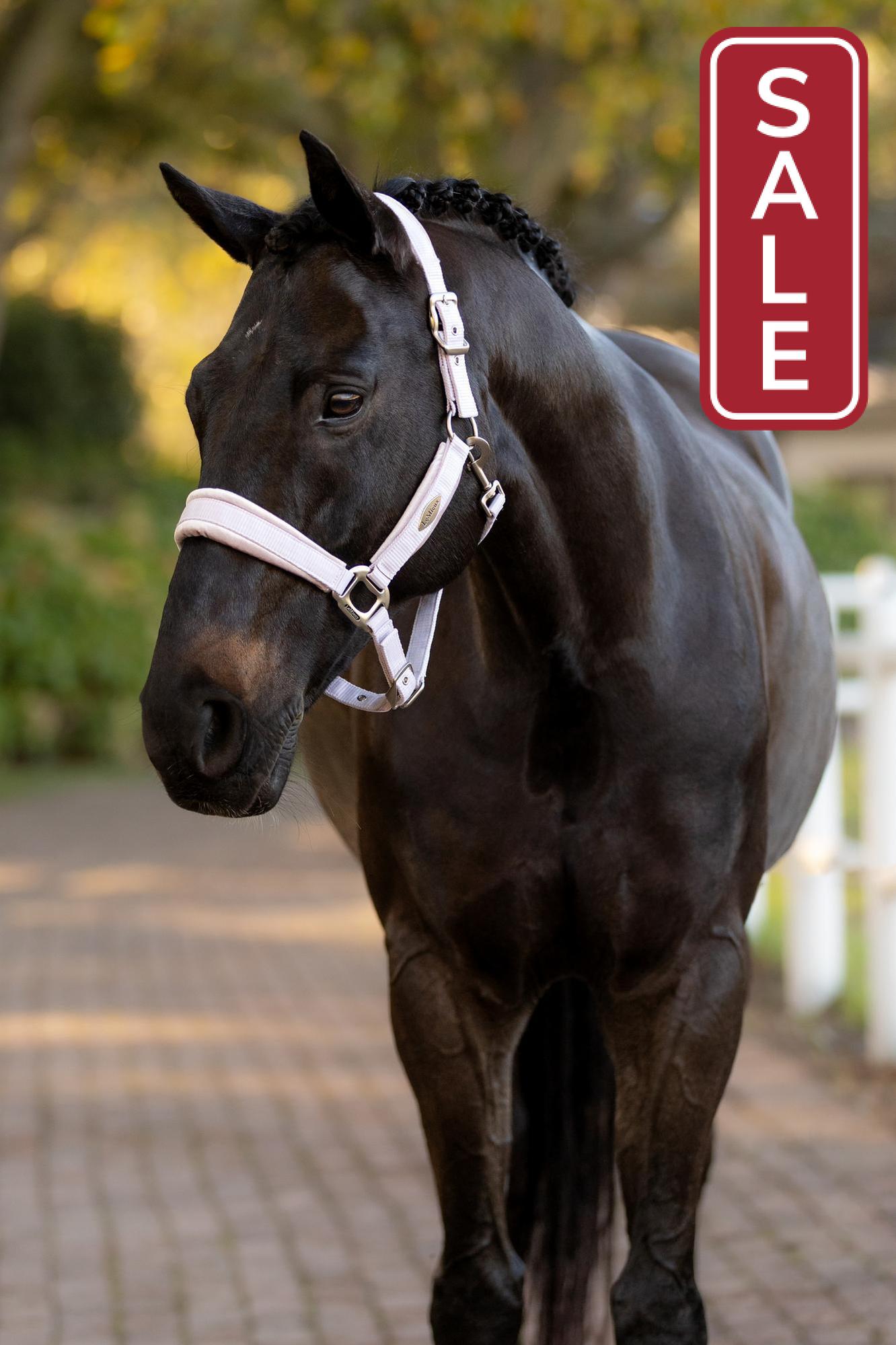 LeMieux Versailles Halter Lilac-Halter-LeMieux-Cob-Evolution Equestrian Co.