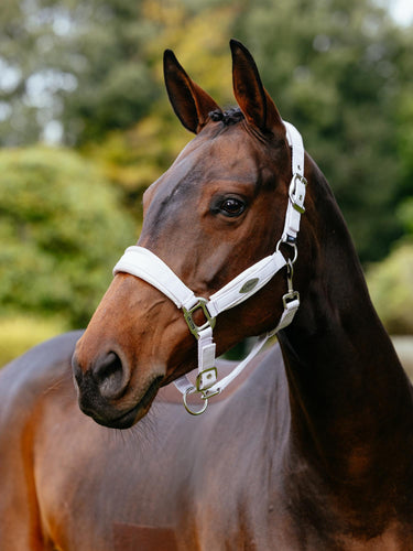 LeMieux Versailles Halter Lilac-Halter-LeMieux-Cob-Evolution Equestrian Co.