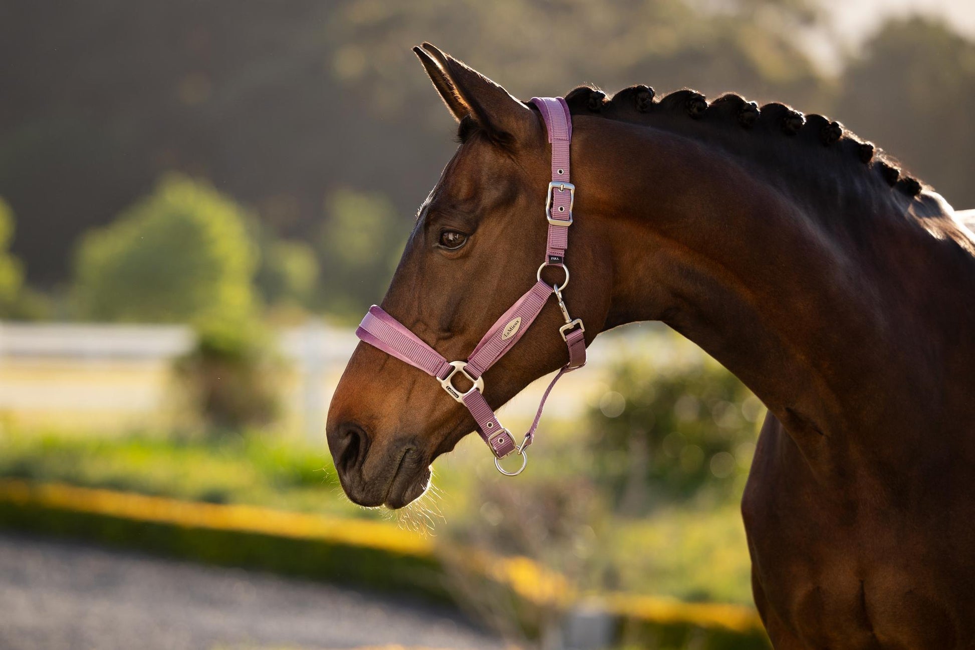 LeMieux Versailles Halter Mallow-Halter-LeMieux-Cob-Evolution Equestrian Co.