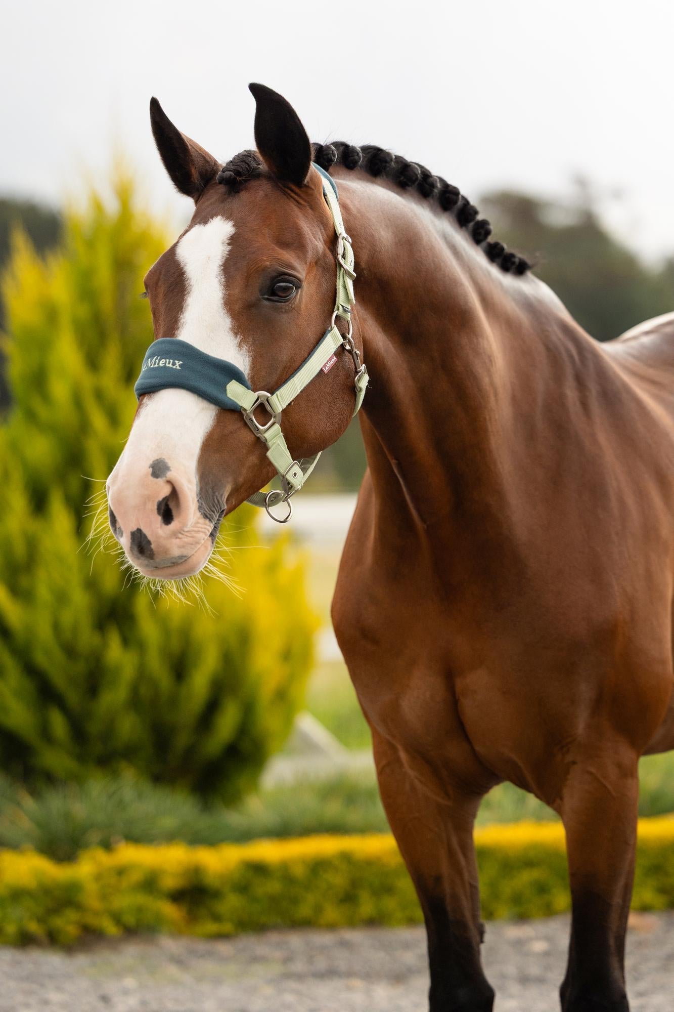 LeMieux Vogue Halter and Leadrope Macaron-Halter-LeMieux-Pony-Evolution Equestrian Co.