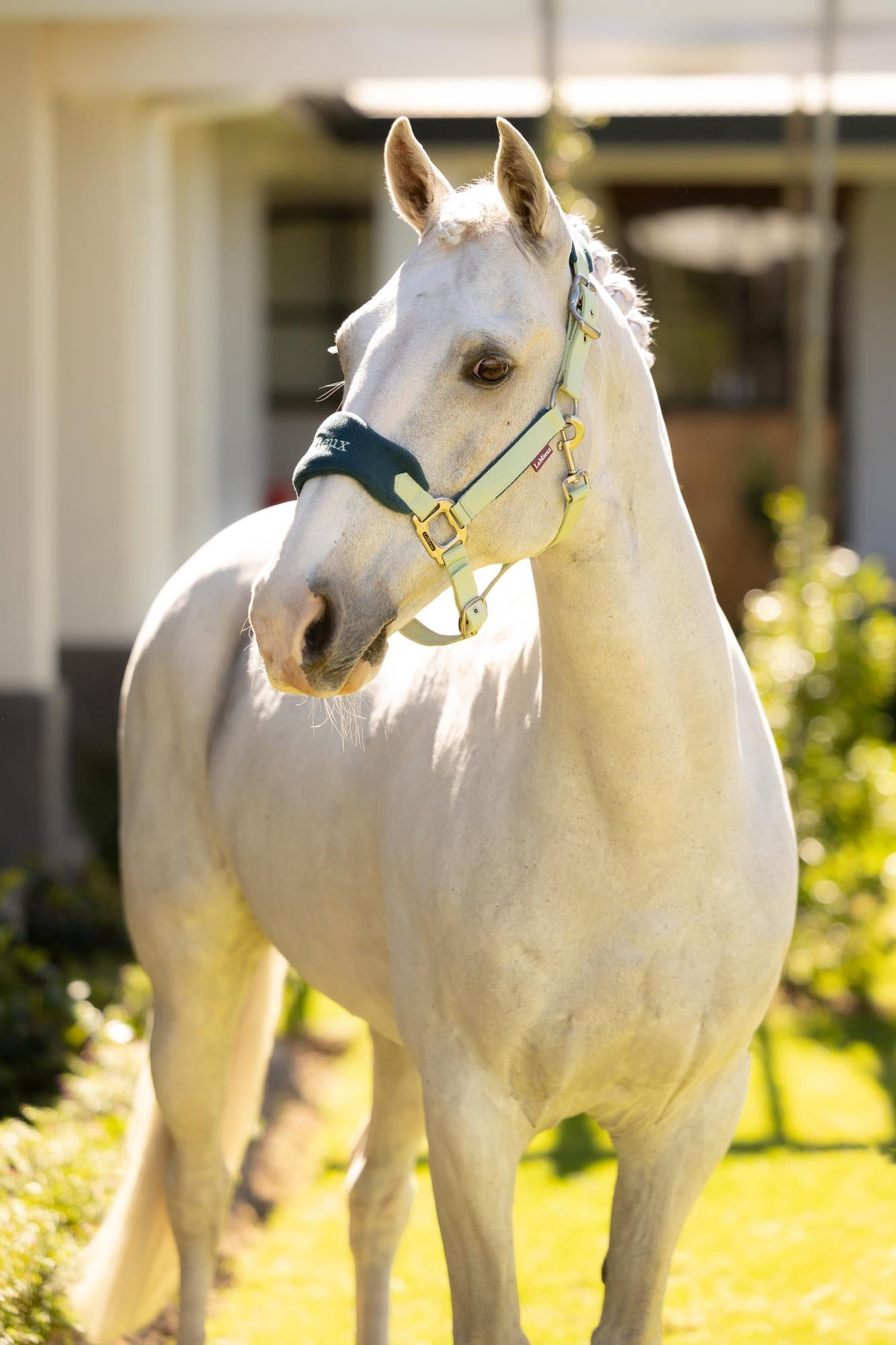 LeMieux Vogue Halter and Leadrope Macaron-Halter-LeMieux-Pony-Evolution Equestrian Co.