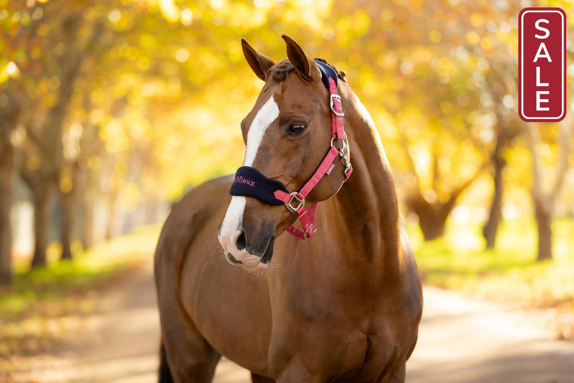 LeMieux Vogue Halter with Leadrope Cranberry-Halter-LeMieux-Pony-Evolution Equestrian Co.
