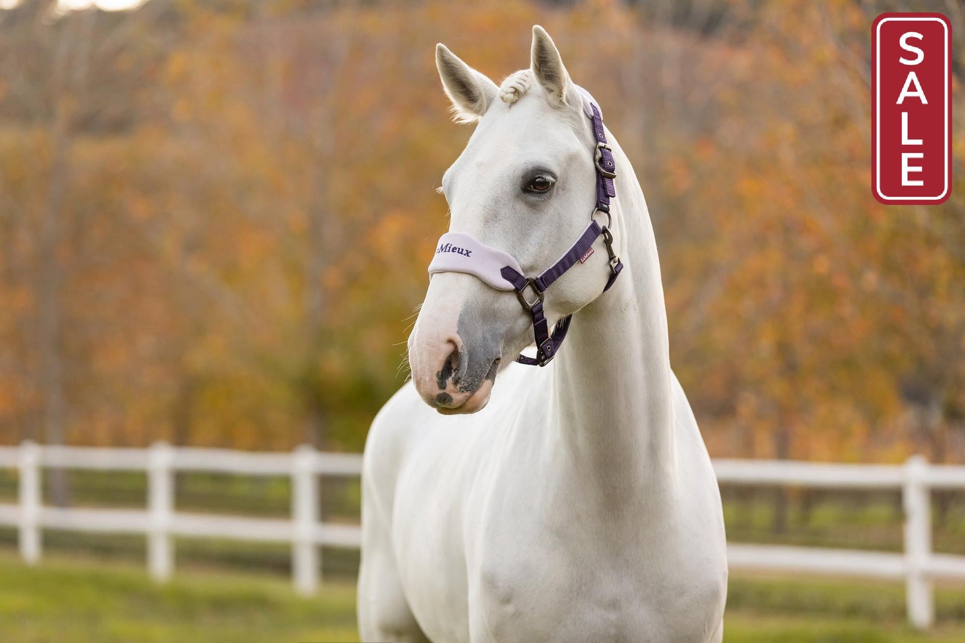 LeMieux Vogue Halter with Leadrope Juniper-Halter-LeMieux-Pony-Evolution Equestrian Co.