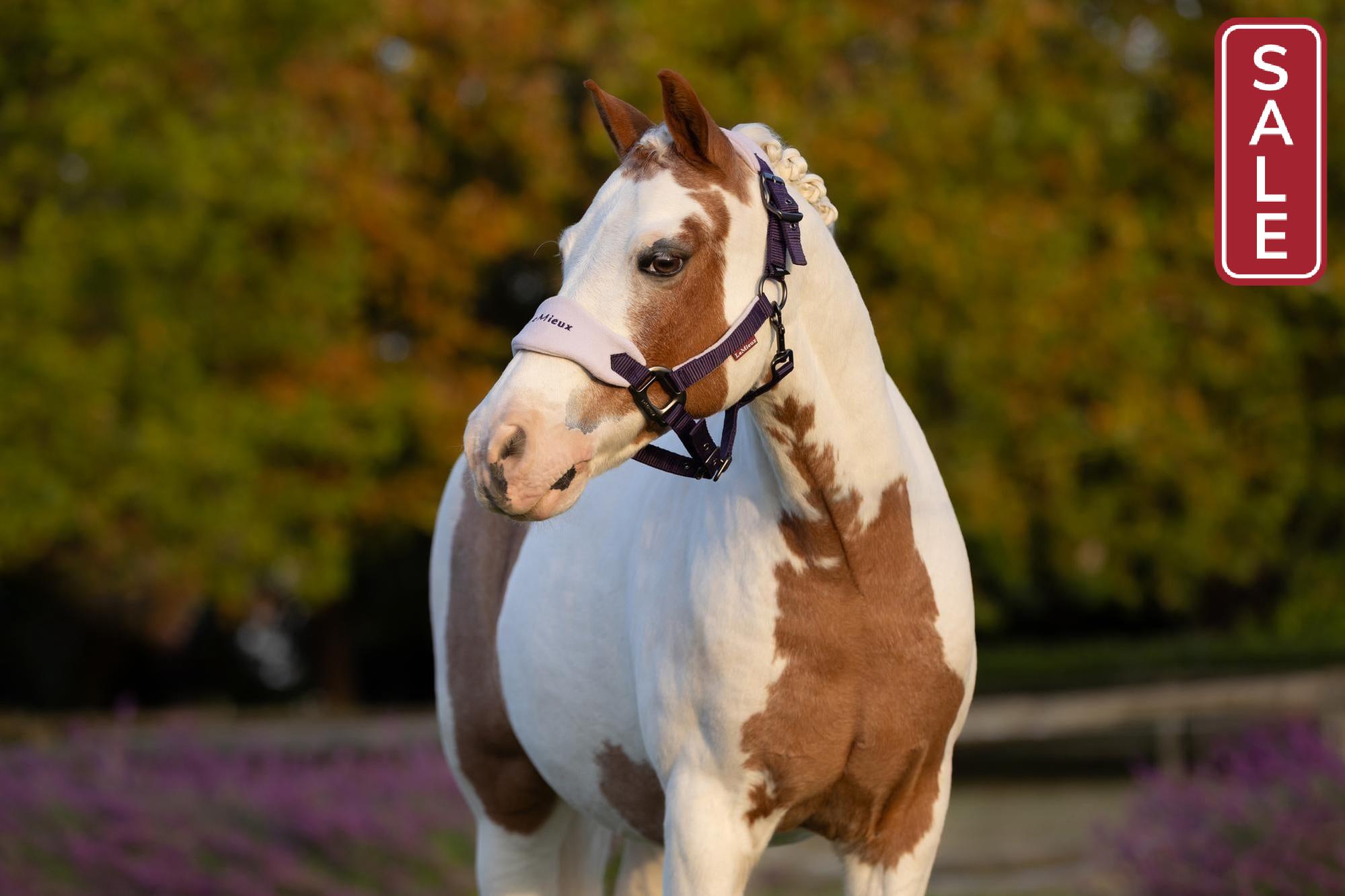 LeMieux Vogue Halter with Leadrope Juniper-Halter-LeMieux-Pony-Evolution Equestrian Co.