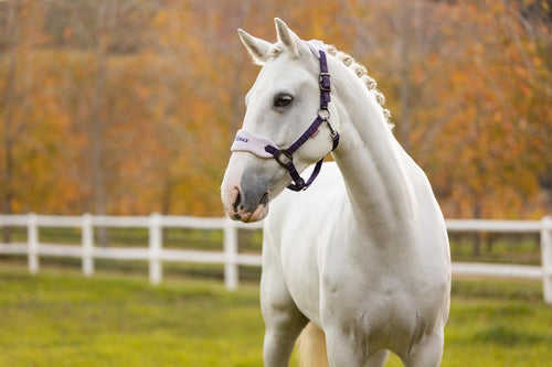 LeMieux Vogue Halter with Leadrope Juniper-Halter-LeMieux-Pony-Evolution Equestrian Co.