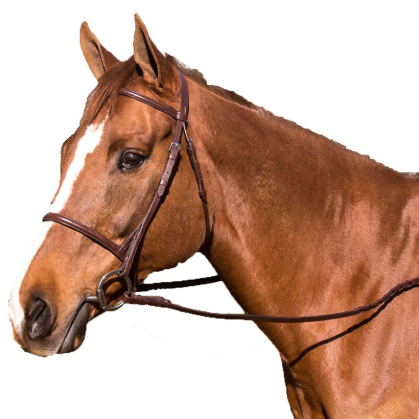 Legacy Plain Raised Bridle-English Bridle-Can Pro Equestrian Supply-Cob-Evolution Equestrian Co.