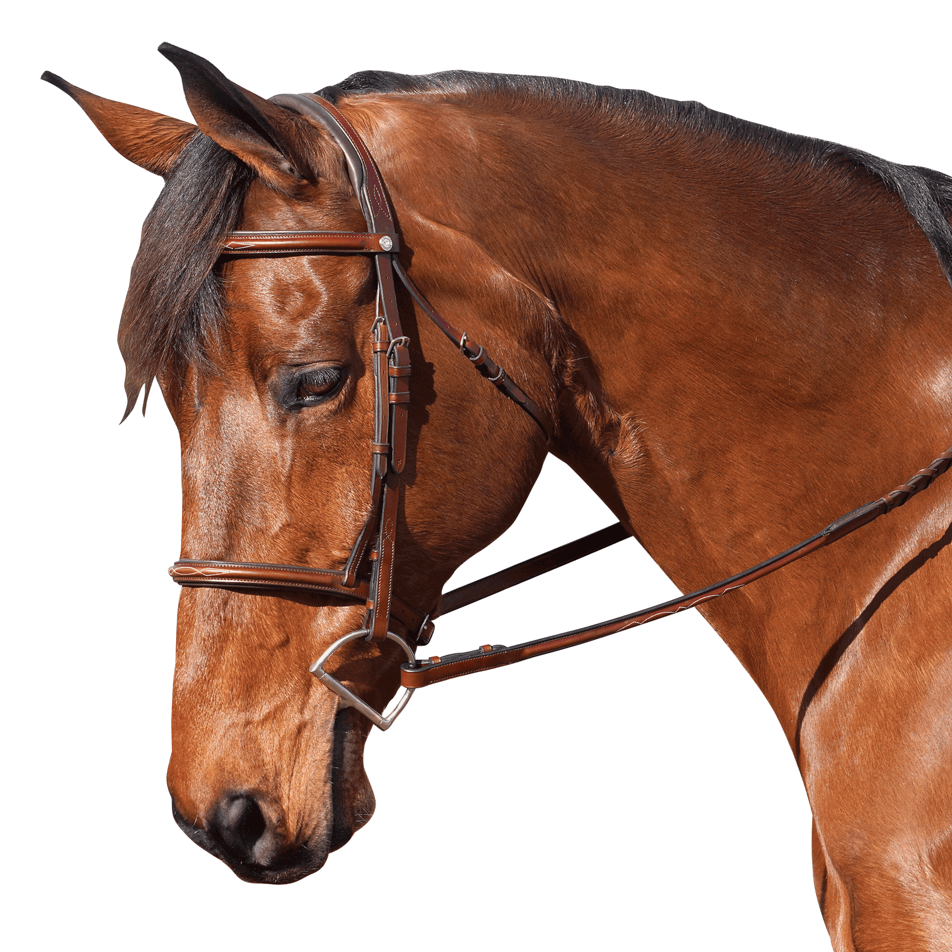 Marcel Toulouse Novice Hunter Bridle - Warmblood-Horse Tack-Can Pro Equestrian Supply-Evolution Equestrian Co.