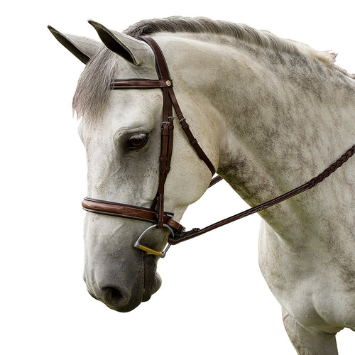 White horse wearing a brown bridle on a white background