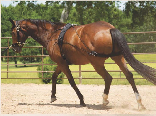 Mustang Lunging System-Horse Training-Consignment-Evolution Equestrian Co.